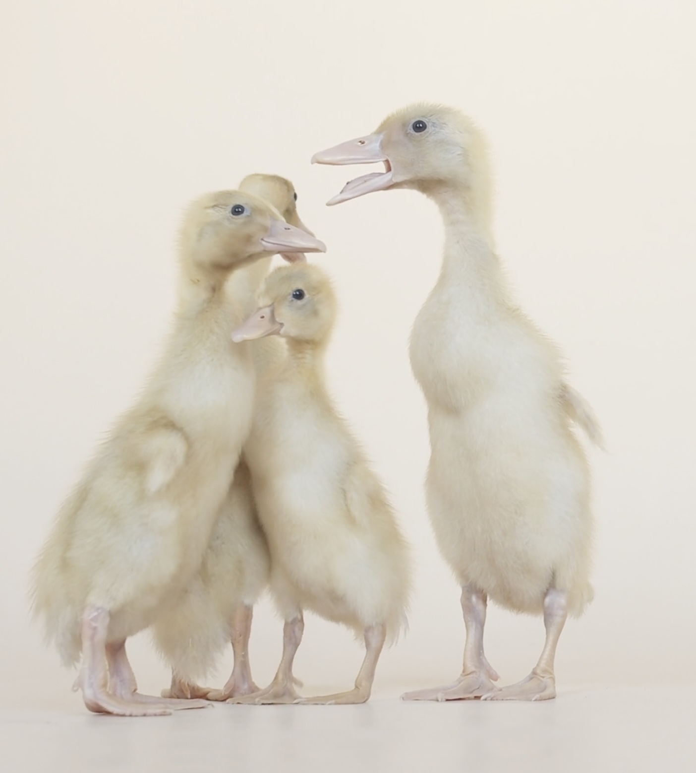 Watervogels.com